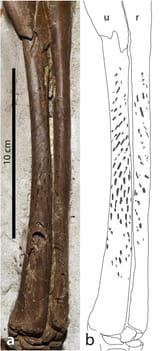 Ornithomimus &#039;feather marks&#039; look fake
