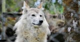 wall wolf