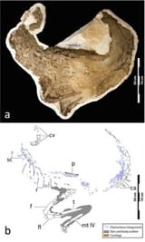 ornithomimus