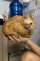 cat ball in hand_thumb.jpg