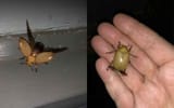 christmas-beetle