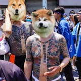 Yellow skinned Shibachangs