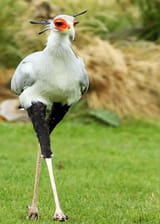 secretary-bird-v0-j67py55pu5yd1