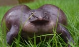 purple frog