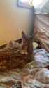 kitten kneads fawn_thumb.jpg