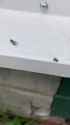 spider fly catch_thumb.jpg