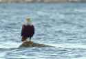 eagle vs crab_thumb.jpg