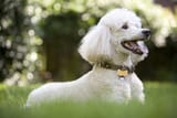 white-poodle-playing-in-the-yard--182178740-59af2b3fc4124400107c9da3[1]