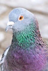Thread image
