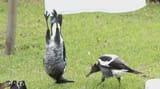magpie
