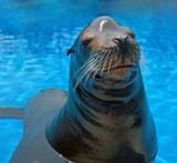seal
