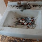 pigeon-nest-needles-twitter