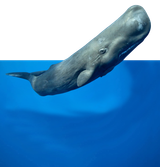 1754065579722130d
