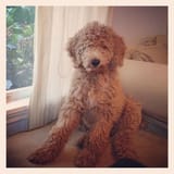 standardungroomedpoodle