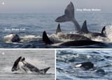orca-gray-whale-574x415-1085878940