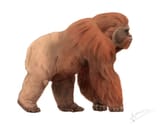 Gigantopithecus