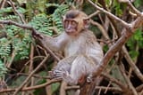 1620px_Long_tailed_macaque__Macaca_fascicularis__juvenile