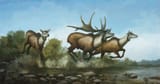 Megaloceros