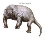 Prorastomus