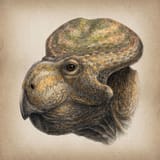 protoceratops_portrait_by_dimasaurusart_dhjqvj7-fullview