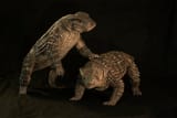 Simosuchus