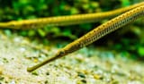 Microphis