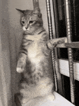 cat-cute-cat