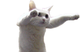 Long Cat 1