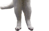Long Cat 3