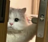 1729443129972923