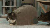 CAT.LOAF.....