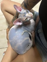 ari