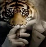 tigre