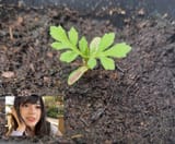 marigoldfirsttrueleaves