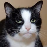 catface