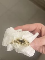 Green Poopa