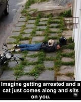 catarrested