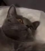 incredulous cat