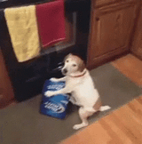 dog-possessive
