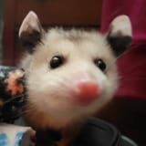 young peeko