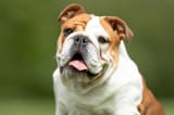 English-bulldog-dog