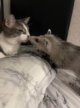 smooch