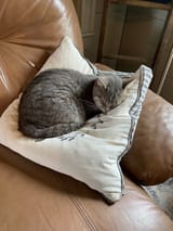Cat_sleeping_on_Pillow