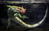 Lizard