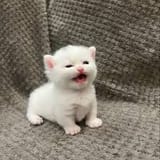 oopskitty