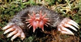 01-star-nosed-mole