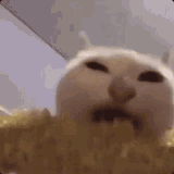 cat-eating-corn-1981634207
