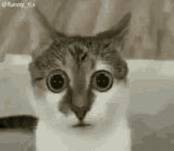 confused-cat-looks-astounded-nhyowu9sfonjxadj-1581685332