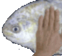 FishPat