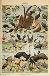 Adolphe_Millot_oiseaux-pour_tous_B